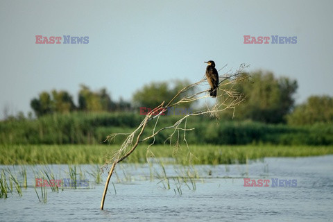 Dzika przyroda w delcie Dunaju - AFP