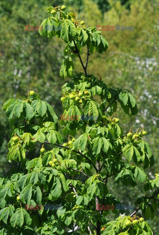 Przyroda MaBa