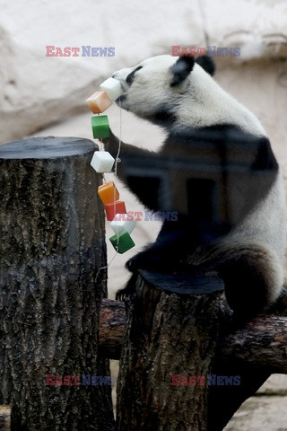 Urodziny pand z moskiewskiewgo zoo