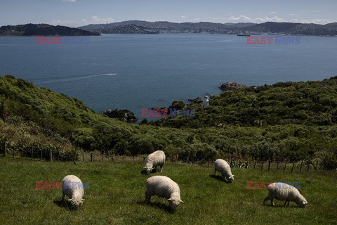 Drapieżniki w Nowej Zelandii - VU Images