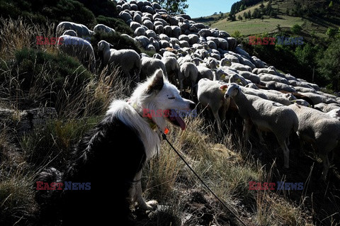 Transhumancja owiec - AFP