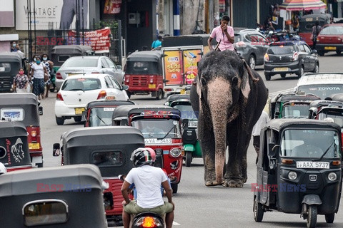Słoń na ulicach Sri Lanki