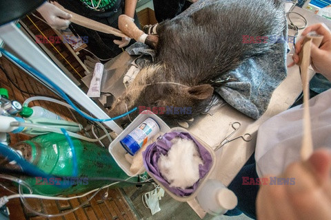 Ratowanie zwierząt poparzonych w Pantanalu