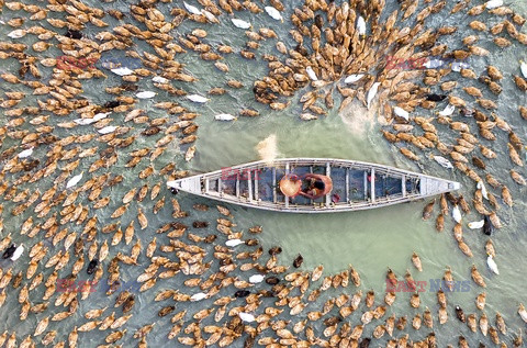 Setki kaczek wokół łodzi