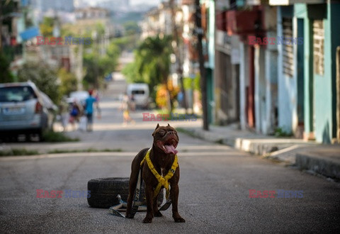 Kuba wprowadza prawo ochrony zwierząt