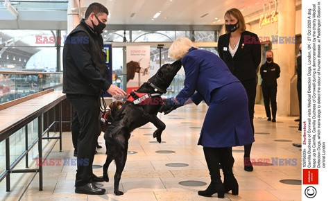 Księżna Camilla i psy wykrywające zapach choroby