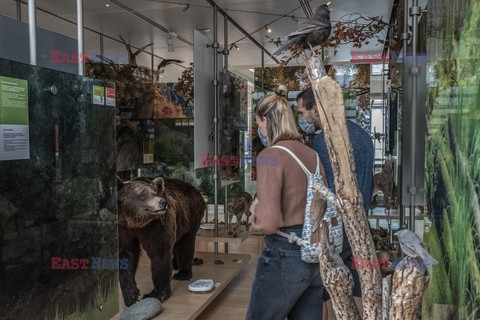 Niedźwiedź brunatny z Trentino schwytany - Redux