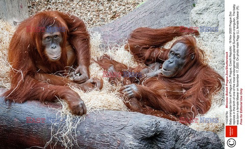 Nowo narodzony orangutan z mamą z czeskiego ZOO
