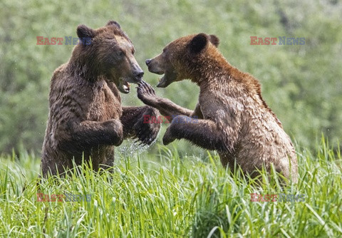 Młode niedźwiedzie grizzly
