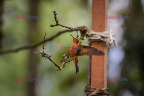 Kolibry w locie