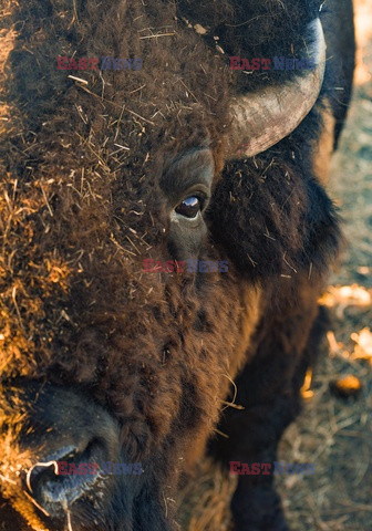 Hodowla bizonów