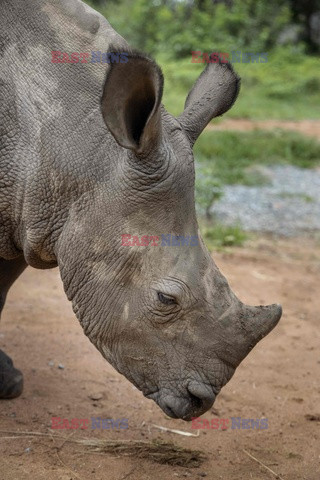 Sierociniec dla nosorożców