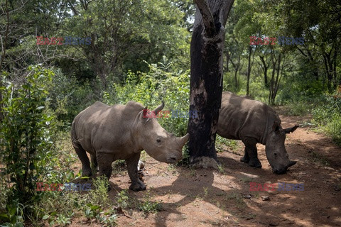 Sierociniec dla nosorożców