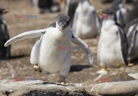 Tańczący pingwin