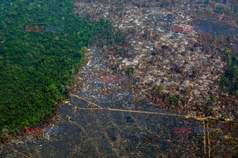 WWF informuje, że w ciągu ostatniej dekady zniknęły lasy wielkości Niemiec