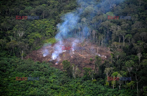 WWF informuje, że w ciągu ostatniej dekady zniknęły lasy wielkości Niemiec