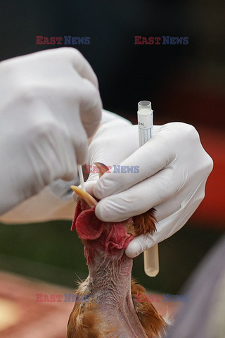 Test PCR na obecność wirusa ptasiej grypy