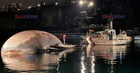 Martwy wieloryb w Zatoce Neapolitańskiej