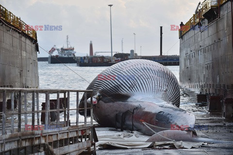 Martwy wieloryb w Zatoce Neapolitańskiej