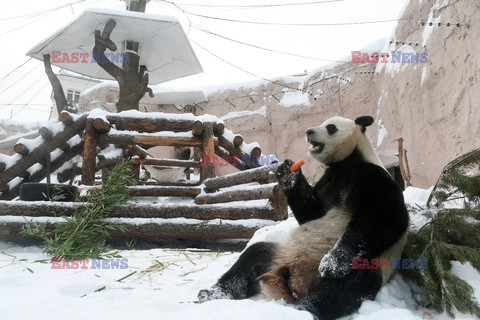 Zabawa pandy na śniegu