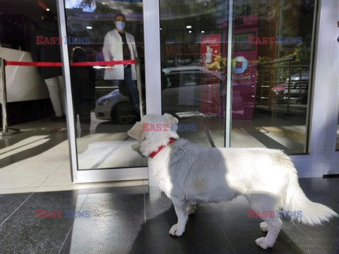 Pies czekał 5 dni przed szpitalem na swojego właściciela