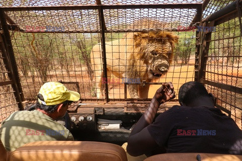 Ranczo z lwami w Senegalu