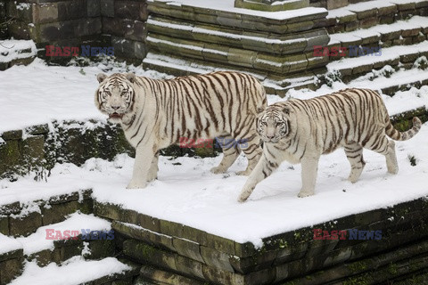 Zwierzęta cieszą się zimą w ZOO w Belgii