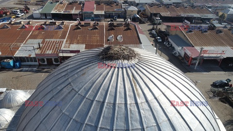Gniazdo bocianów na dachu tureckiego meczetu
