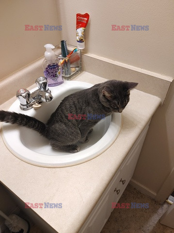 Kot, który załatwia się do umywalki
