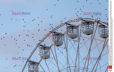 Ptaki na kole widokowym w Blackpool