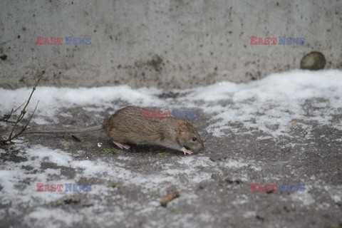 Szczury w Warszawie