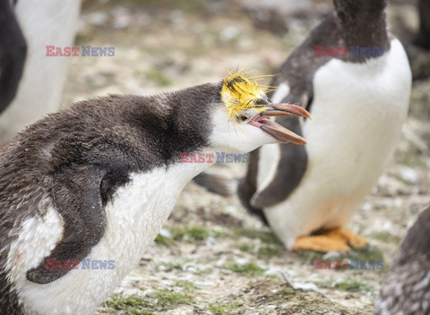 Pingwin z grzywką