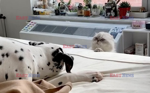 Dalmatyńczyk i jego przyjaciel kot