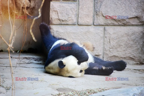 Zmęczona panda