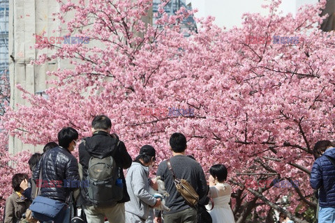 Kwitnące wiśnie w Japonii