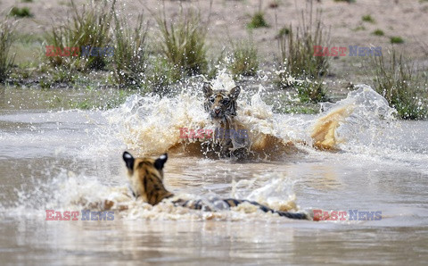 Tygrysy bengalskie trenują walkę w wodzie