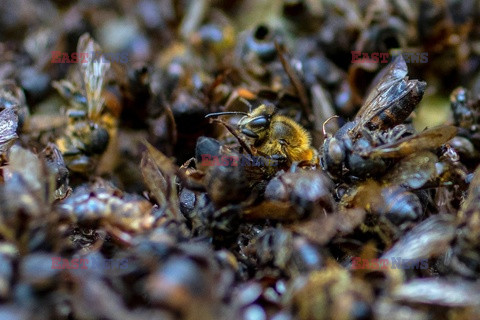 Wymieranie pszczół w Kolumbii - AFP