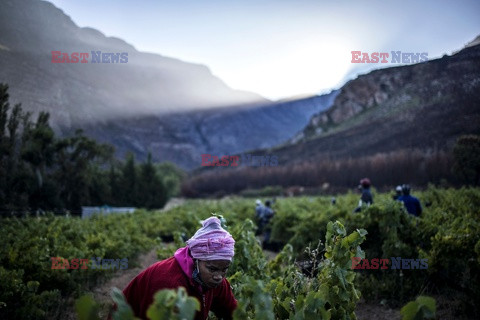 Winnice w RPA - AFP