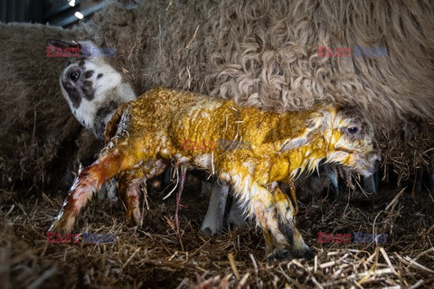 Narodziny owieczki