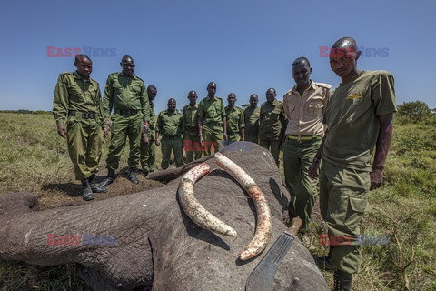 Strażnicy usuwają kły z padłego słonia