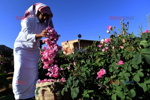 Produkcja olejku różanego w Arabii Saudyjskiej - AFP