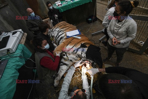 Tygrys Bajkał u dentysty