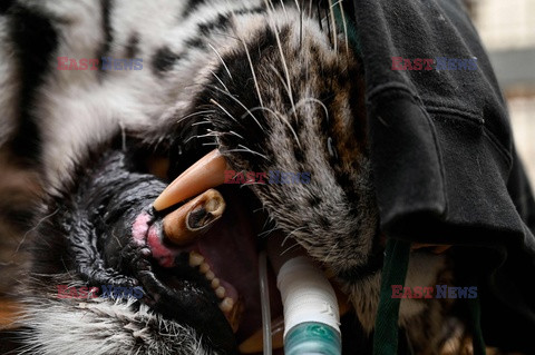 Tygrys Bajkał u dentysty