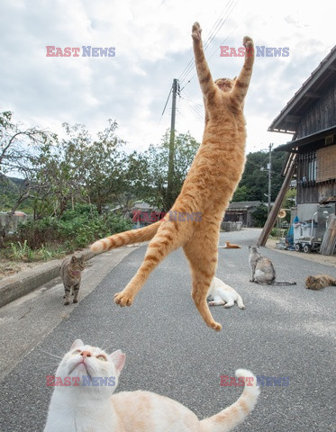 Fotografuje bezpańskie koty w dziwnych pozach