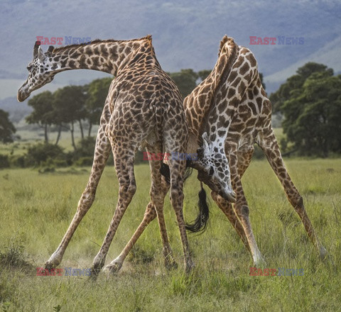 Żyrafy walczą o dominację