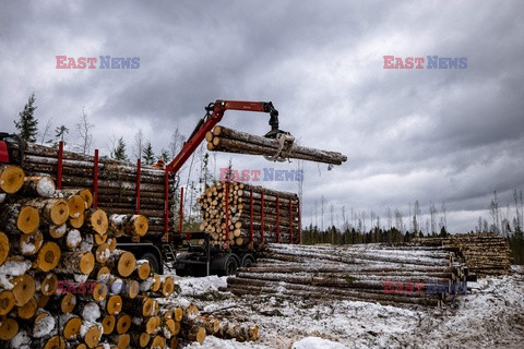 Fabryka drewna w Wołogdzie - AFP
