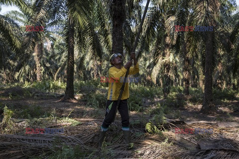 Produkcja oleju palmowego - Redux