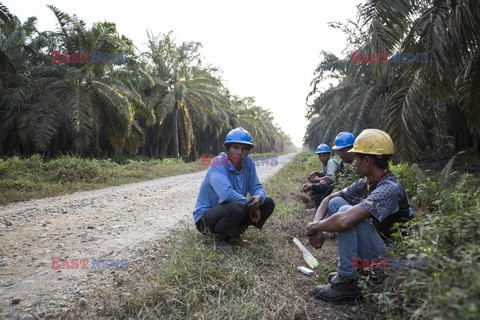 Produkcja oleju palmowego - Redux