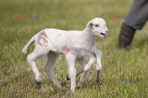 Owieczka z sześcioma nogami