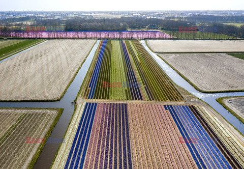 Hiacynty i tulipany w Holandii